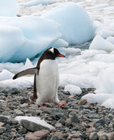 Gentoo Penguin