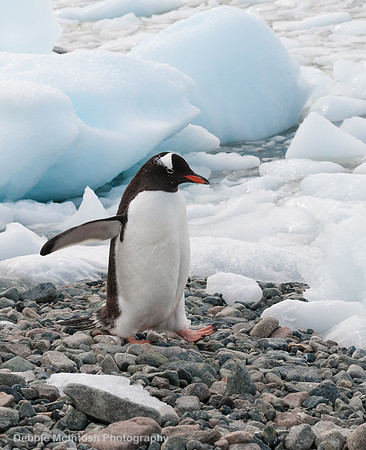 Gentoo Penguin