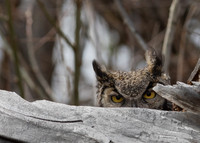 Peek-A-Boo