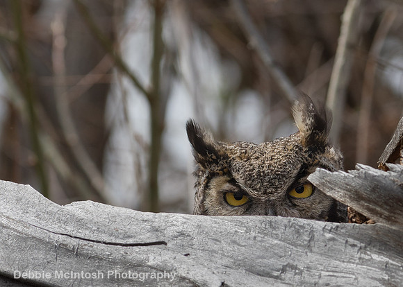Peek-A-Boo