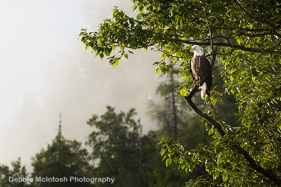 Bald Eagle