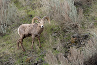 Bighorn Sheep