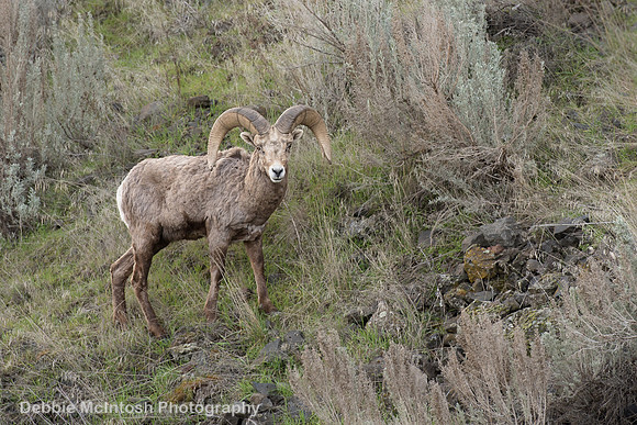 Bighorn Sheep