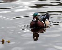 Wood Duck