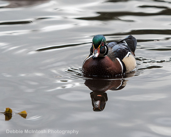 Wood Duck