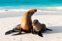 Sea Lions