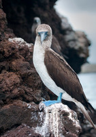 Blue-Footed Booby