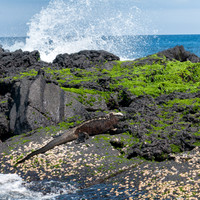 Marine Iguana