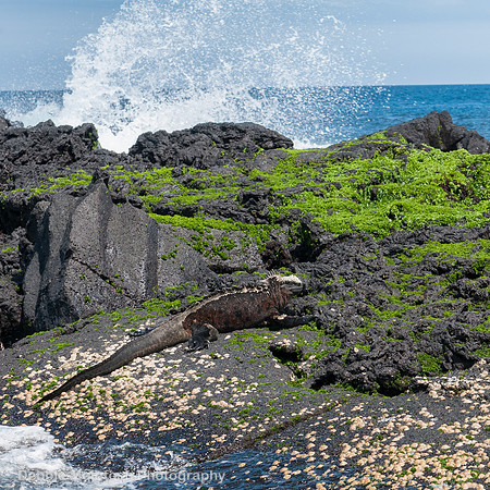 Marine Iguana