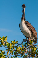 Brown Pelican