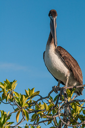 Brown Pelican