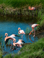 Caribbean Flamingos