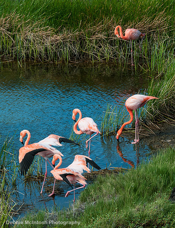 Caribbean Flamingos