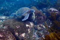 Pacific Green Turtle