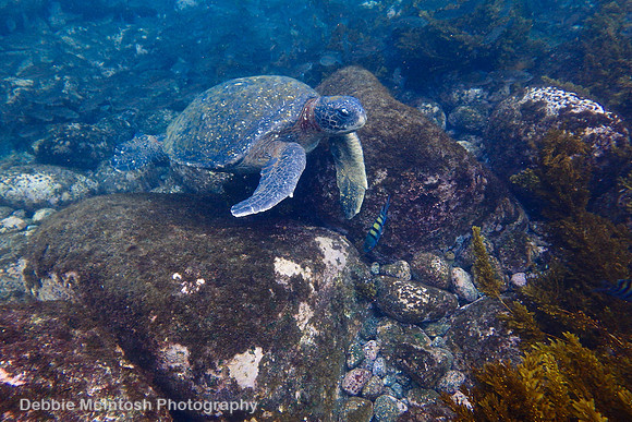 Pacific Green Turtle