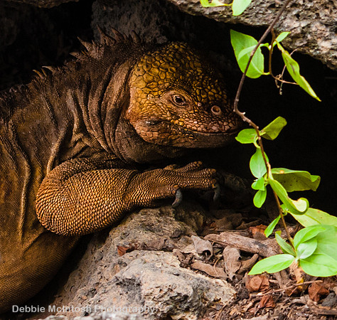 Land Iguana