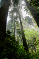 Redwoods National Park
