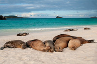 Napping with Friends