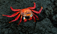 Sally Lightfoot Crab