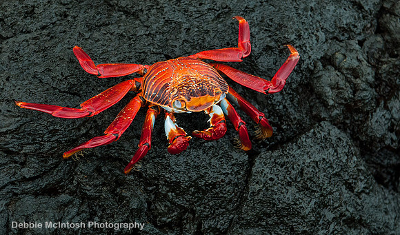 Sally Lightfoot Crab