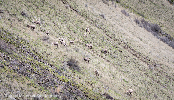 Grazing Bighorn Sheep